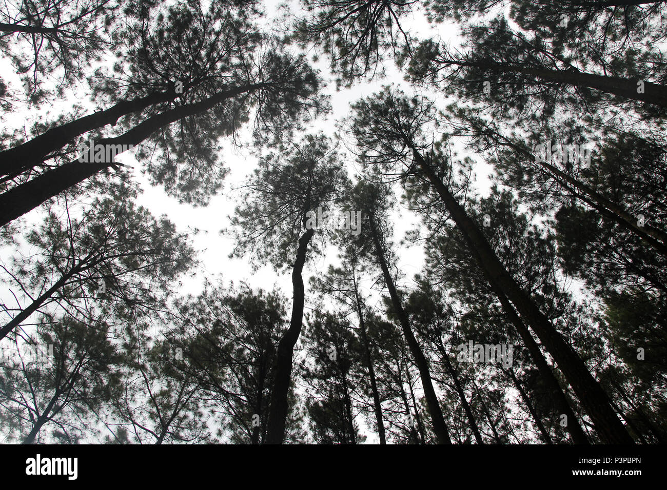 Artistic pine trees at Hutan Pinus Pengger, Yogyakarta, Indonesia Stock Photo