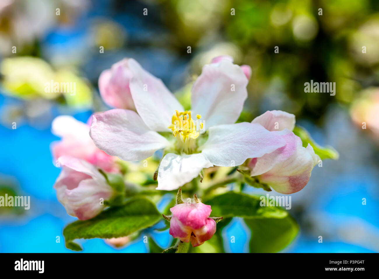 Apple Blossom, Apfelblüte Stock Photo