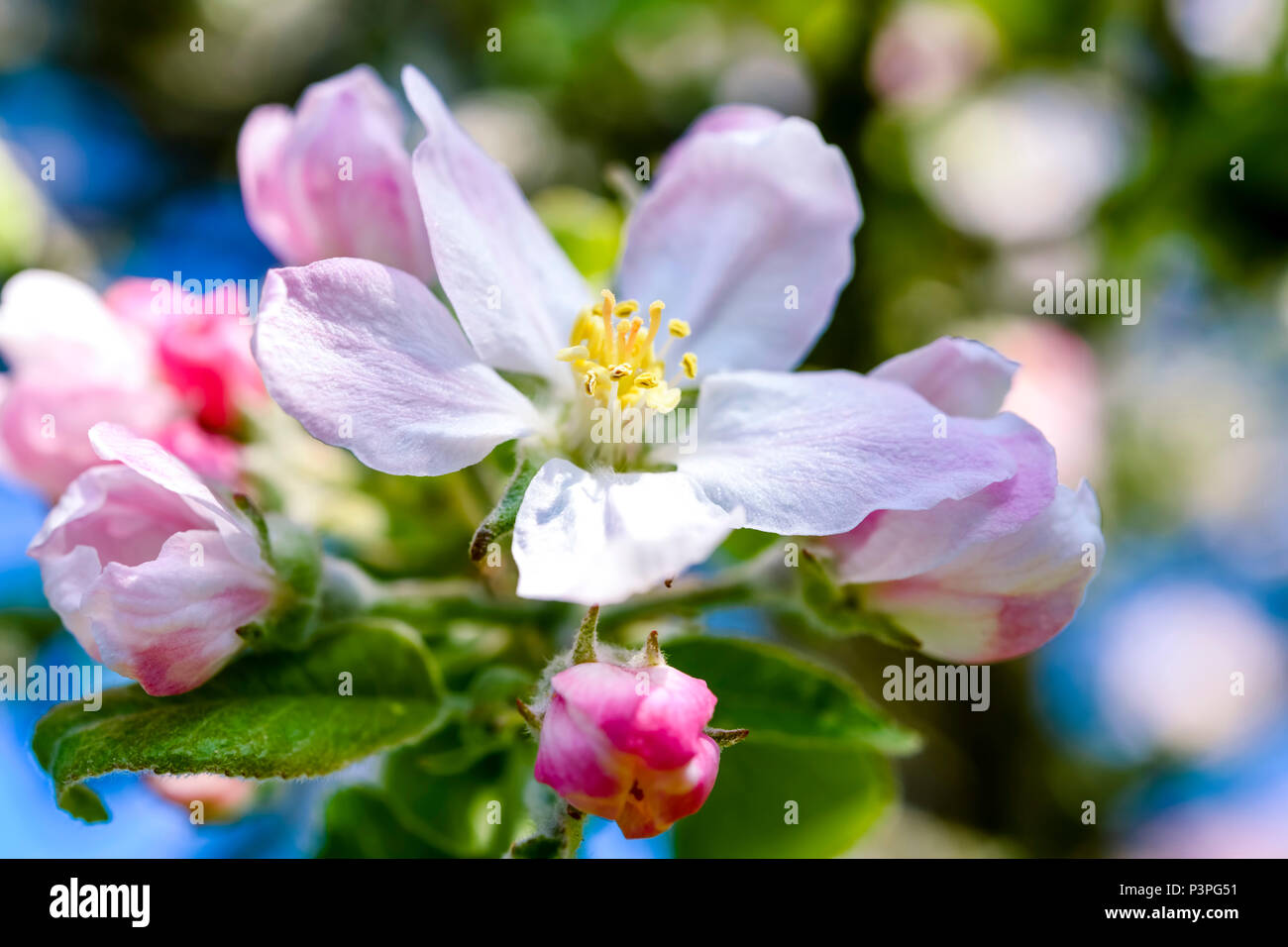 Apple Blossom, Apfelblüte Stock Photo