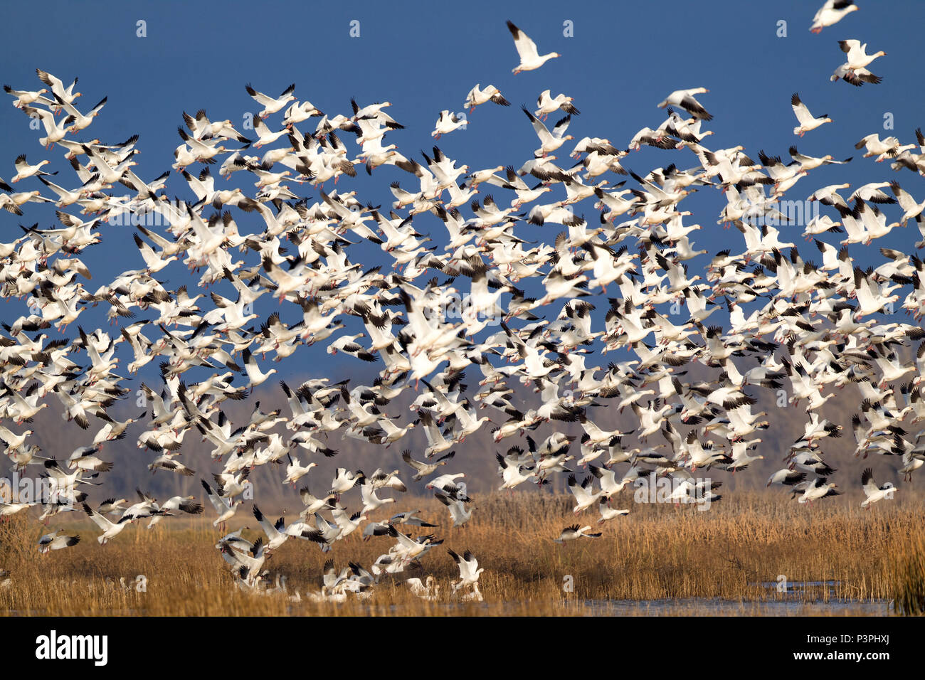 Snow Goose (Chen caerulescens) flock taking flight, Merced National ...