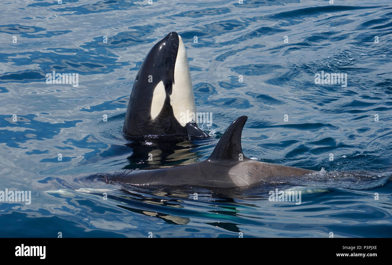 Orca (Orcinus orca) spyhopping, Shiretoko, Hokkaido, Japan Stock Photo