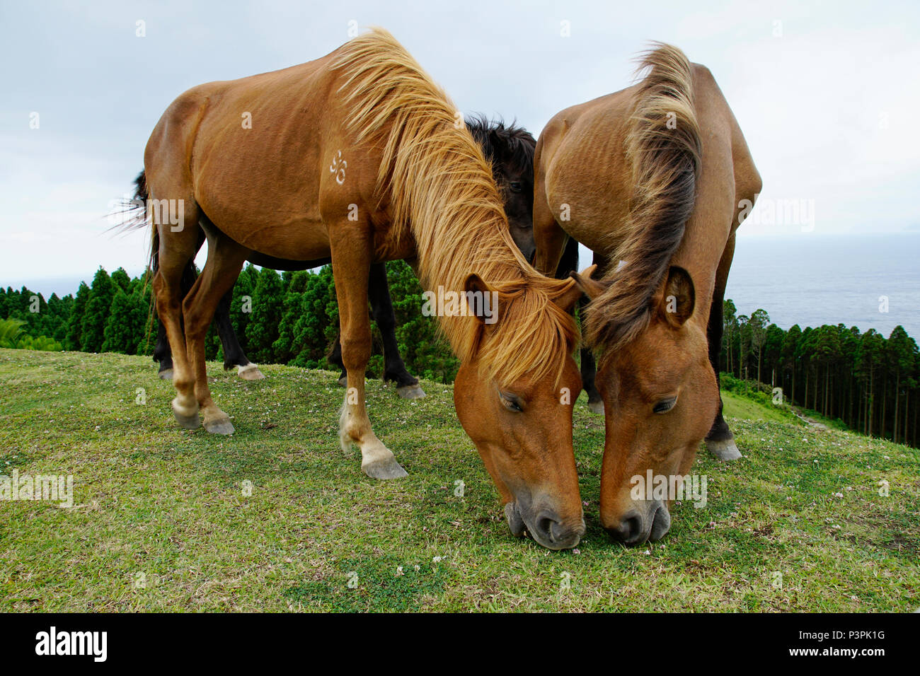 Wild Horse (Equus caballus) pair grazing, Miyazaki, Japan Stock Photo