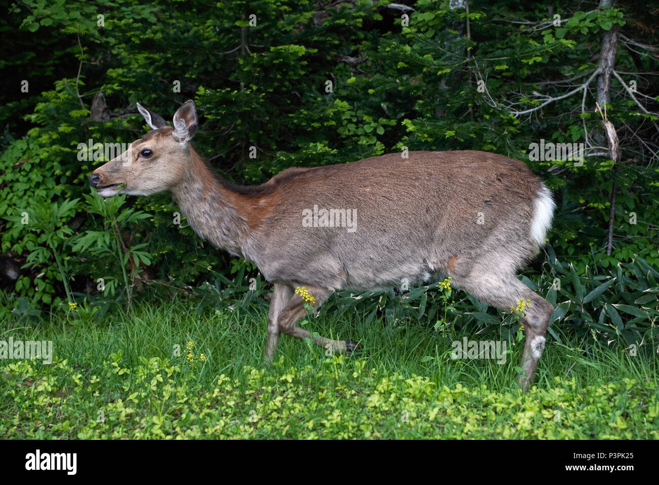 Sika Deer (Cervus nippon), Shiretoko, Hokkaido, Japan Stock Photo