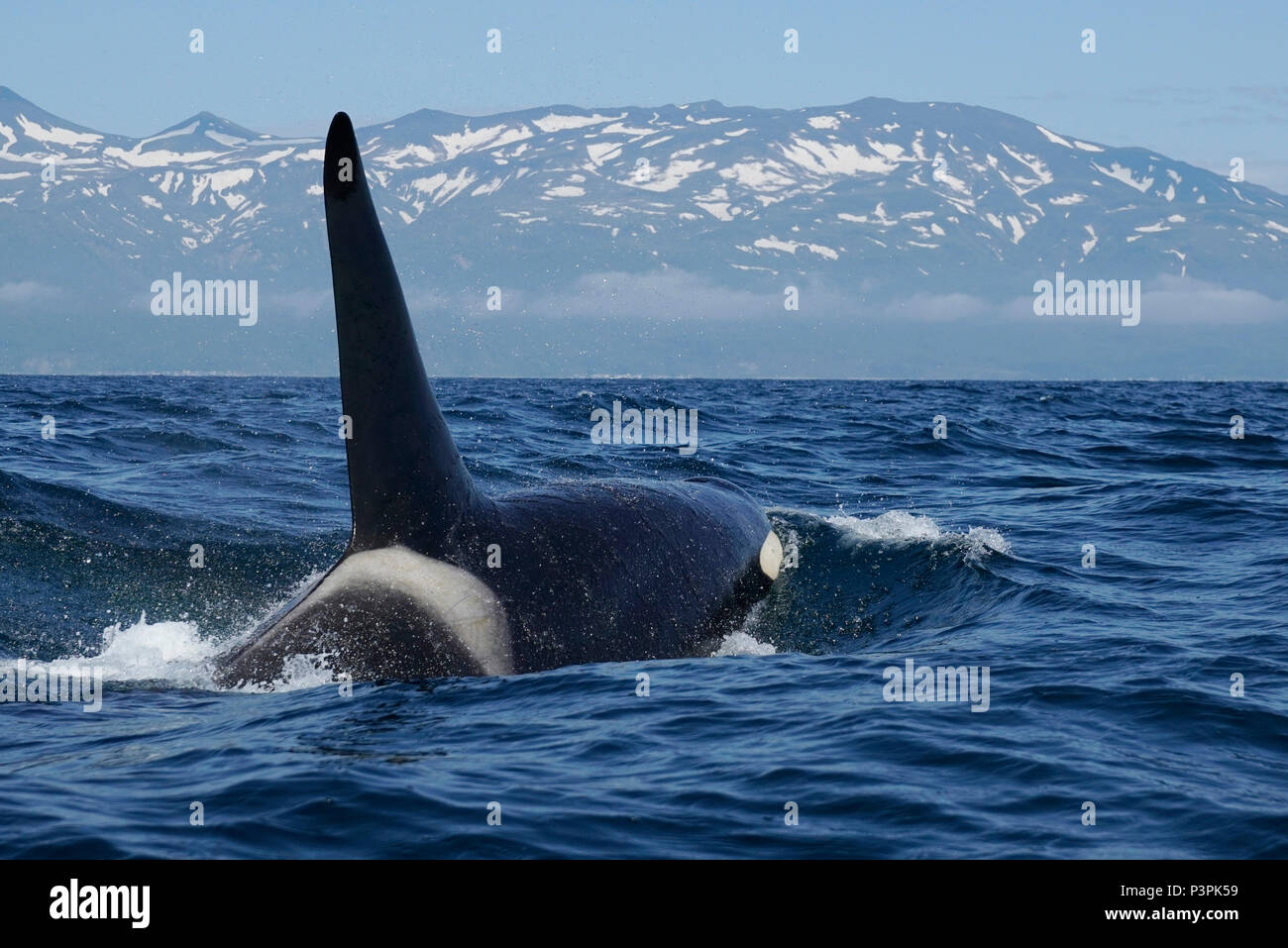 Orca (Orcinus orca) male surfacing near coast, Shiretoko, Hokkaido, Japan Stock Photo