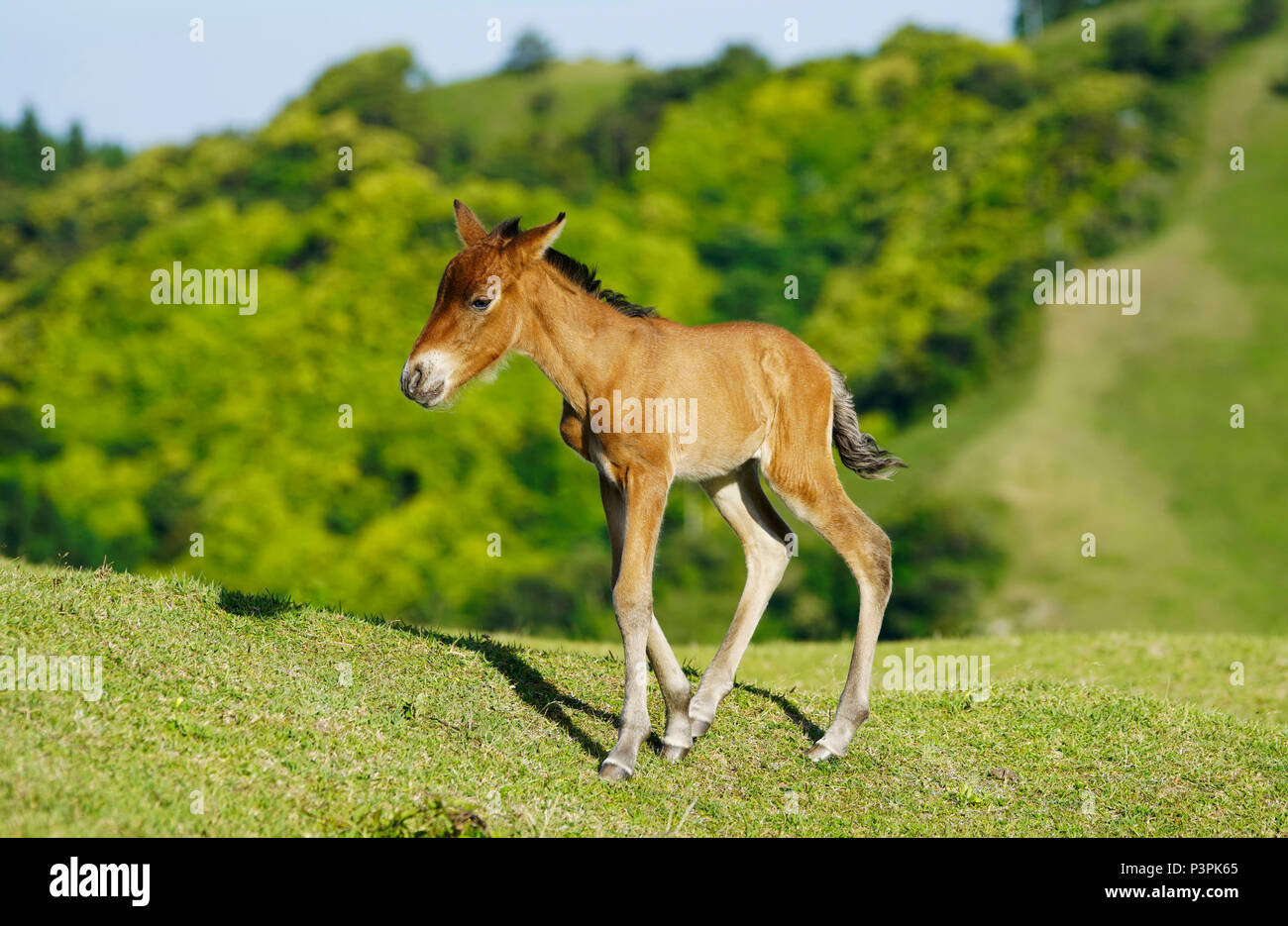 Wild Horse (Equus caballus) foal, Miyazaki, Japan Stock Photo