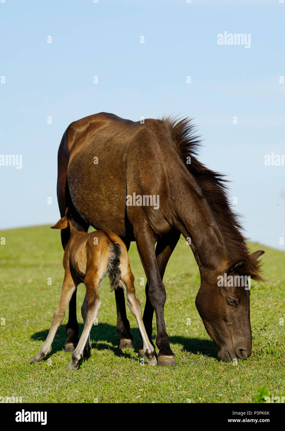 Wild Horse (Equus caballus) grazing mother nursing foal, Miyazaki, Japan Stock Photo