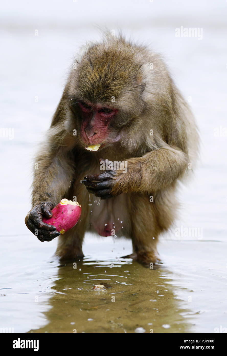 Japanese Macaque (Macaca fuscata) feeding on Sweet Potato (Ipomoea batatas) after washing it, Miyazaki, Japan Stock Photo