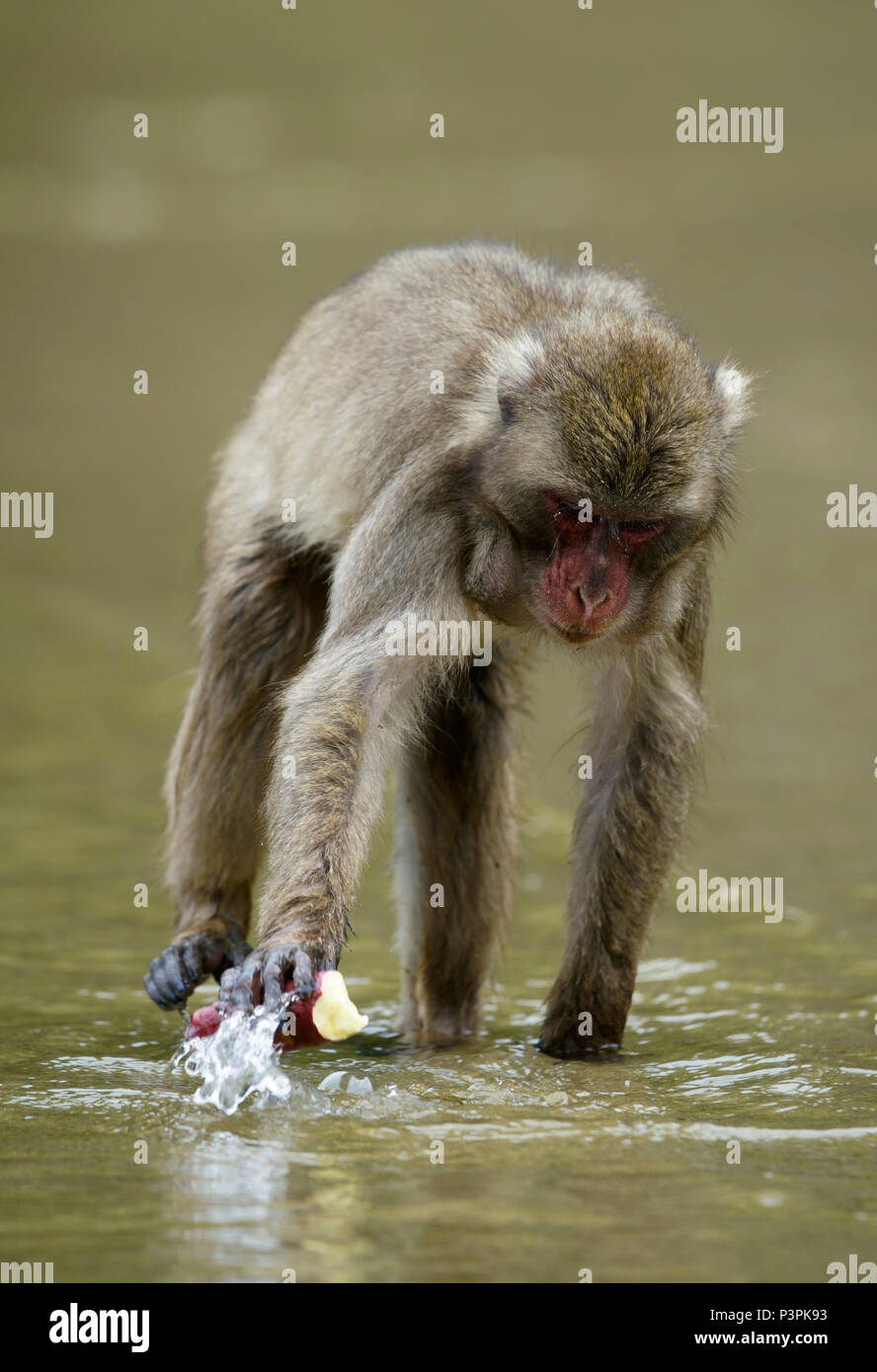 Japanese Macaque (Macaca fuscata) washing Sweet Potato (Ipomoea batatas), Miyazaki, Japan Stock