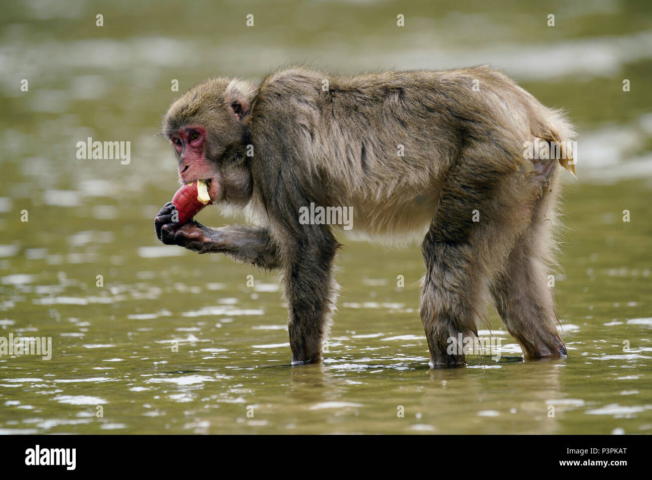 Japanese Macaque (Macaca fuscata) feeding on Sweet Potato (Ipomoea batatas) after washing it