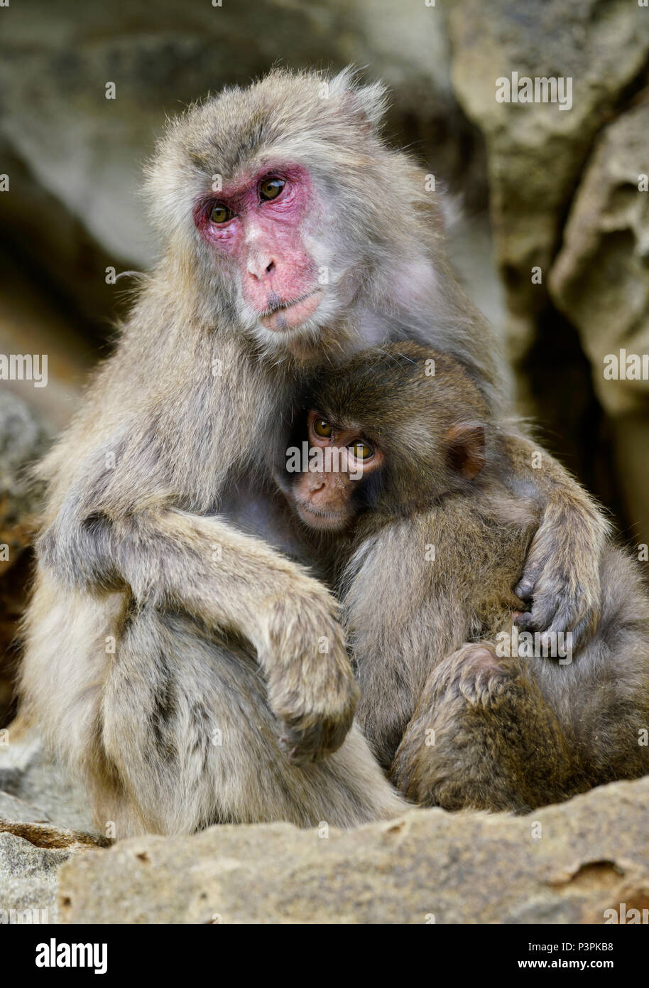 Japanese Macaque (Macaca fuscata) mother nursing young, Miyazaki, Japan Stock Photo