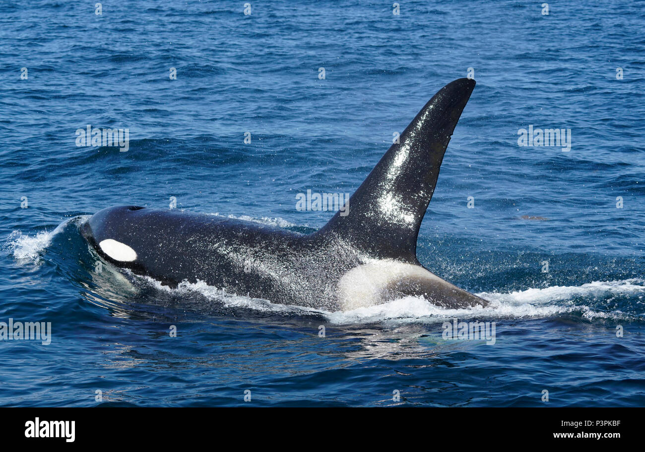 Orca (Orcinus orca) male surfacing, Shiretoko, Hokkaido, Japan Stock Photo