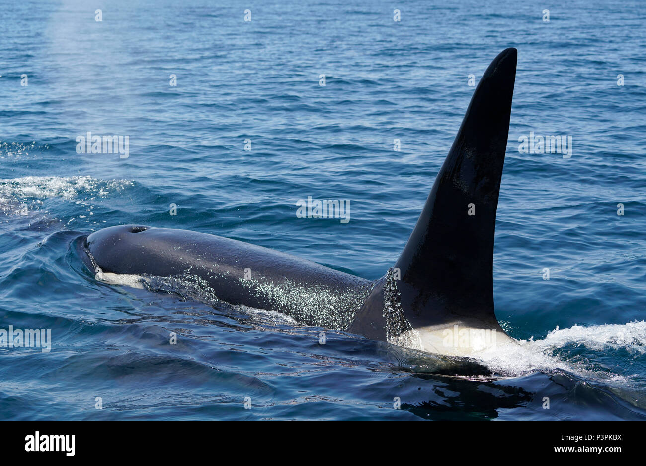 Orca (Orcinus orca) male surfacing, Shiretoko, Hokkaido, Japan Stock Photo