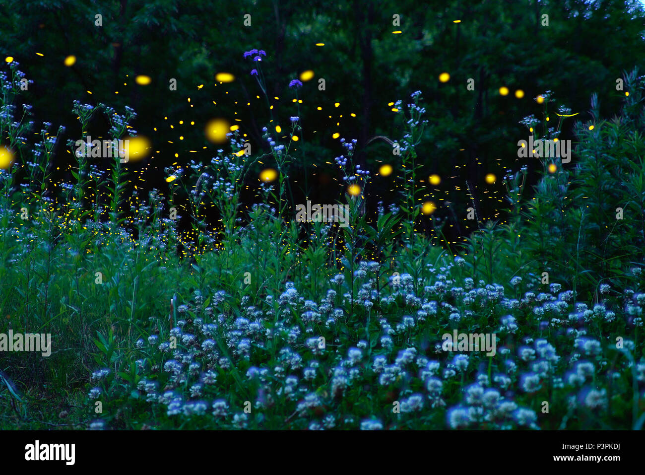 Japanese Firefly (Luciola parvula) group flying in meadow, Ehime, Japan Stock Photo