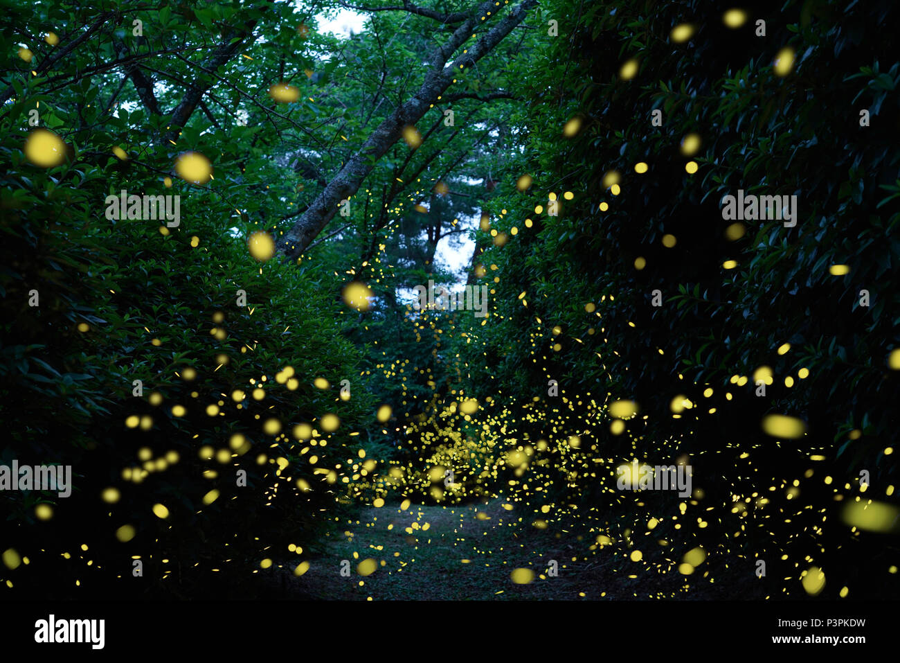 Japanese Firefly (Luciola parvula) group flying in forest, Ehime, Japan Stock Photo