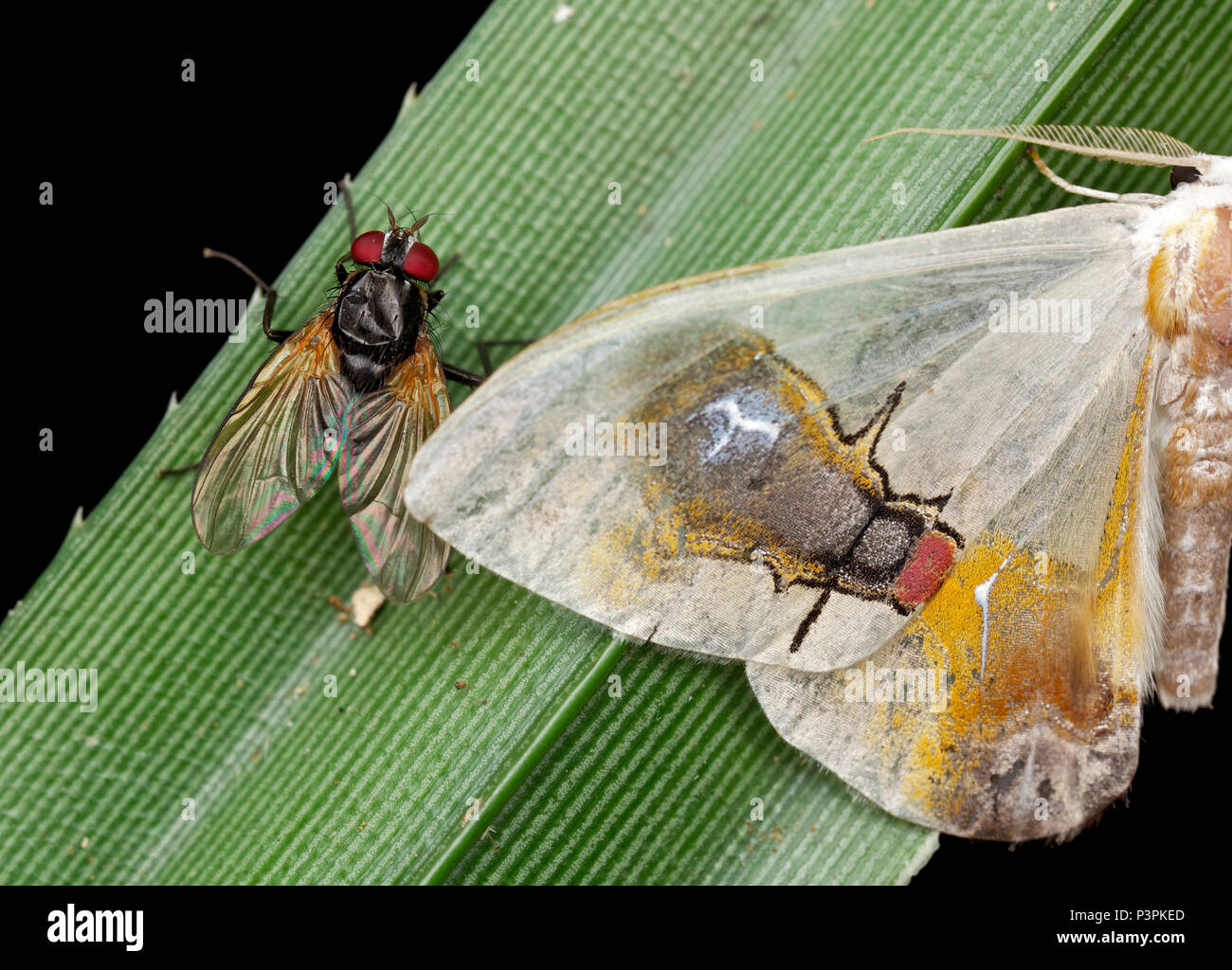 Moth (Macrocilix maia) with false fly spot and fly, Danum Valley Conservation Area, Sabah, Borneo, Malaysia Stock Photo