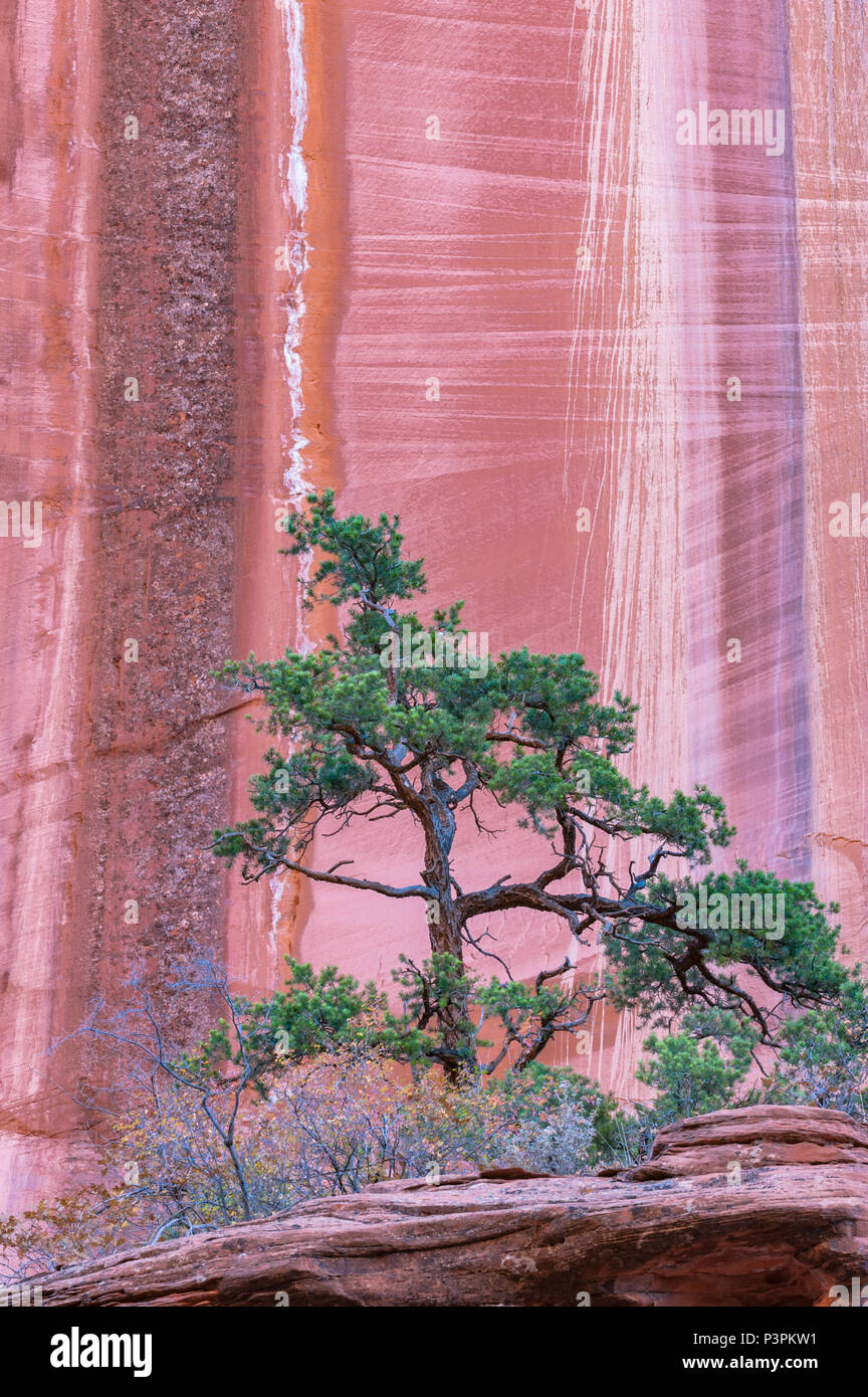Pine (Pinus sp) tree and cliff, Grand Staircase-Escalante National Monument, Utah Stock Photo