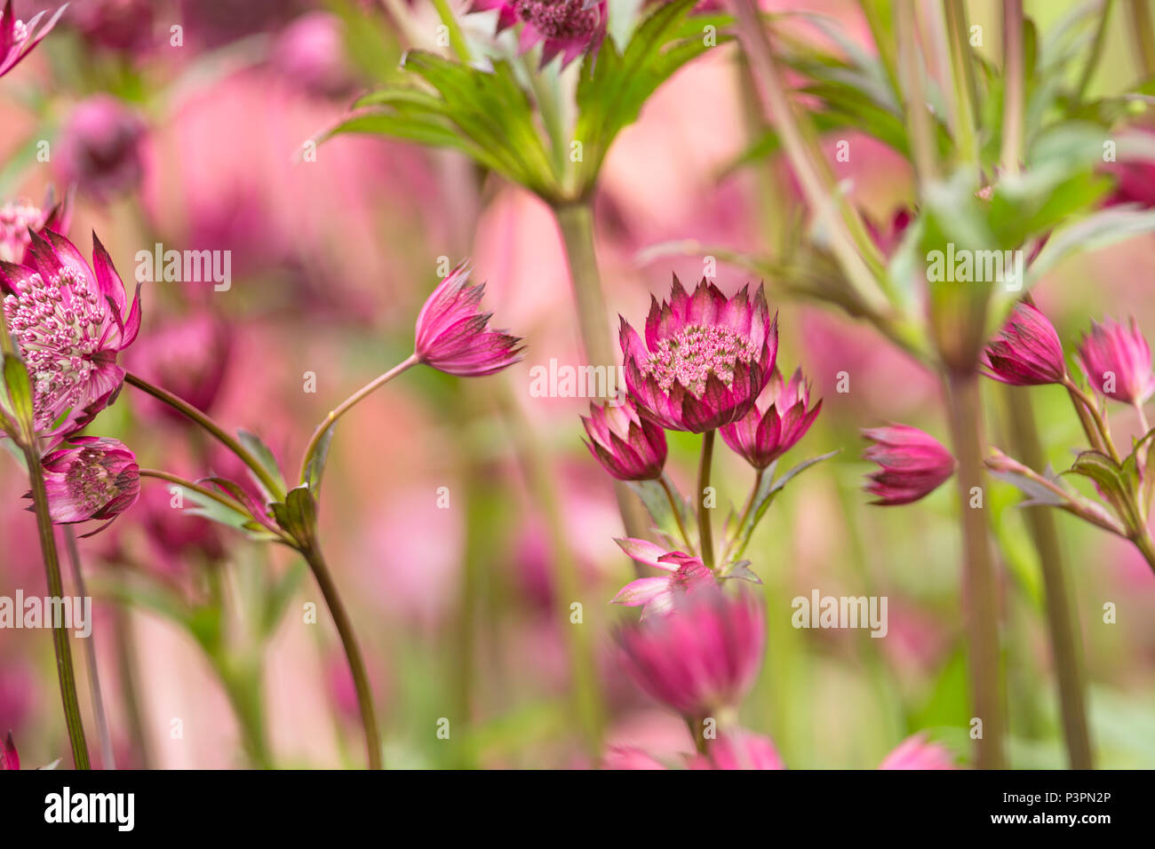Red Astrantia flower Stock Photo