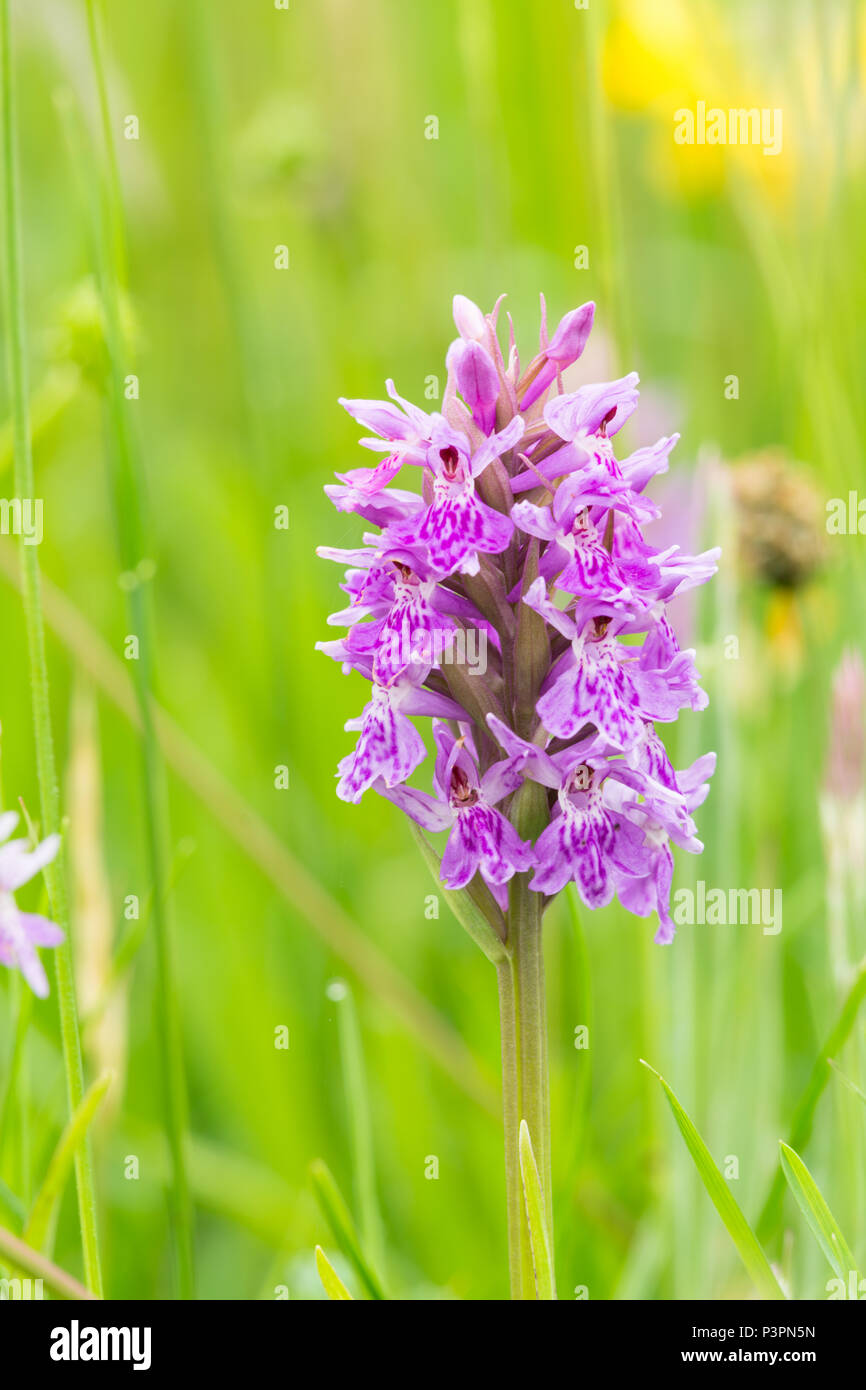 Dactylorhiza purpurella - Northern Marsh Orchid Stock Photo