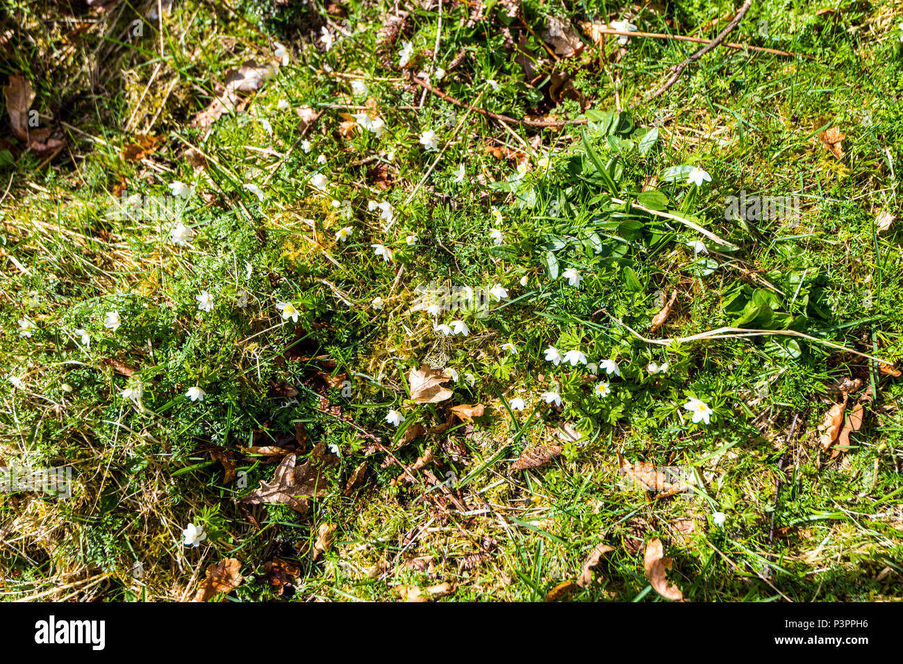 Wood anemones (Anemone nemorosa) growing on the slopes of Craig Meagaidh near Ardvasar in the