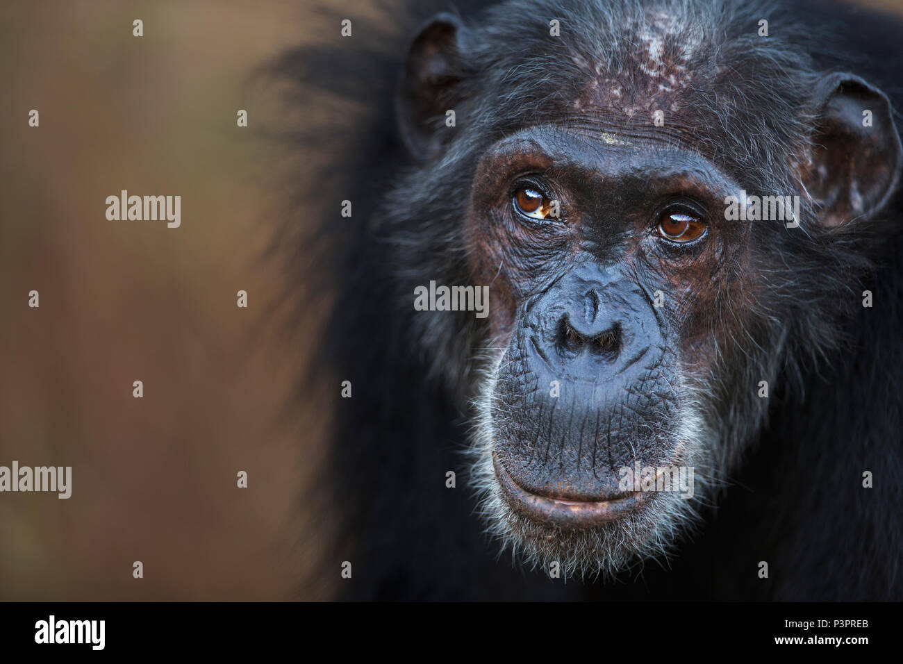 Eastern Chimpanzee (Pan troglodytes schweinfurthii) fifty-four year old female, Gombe National Park, Tanzania Stock Photo