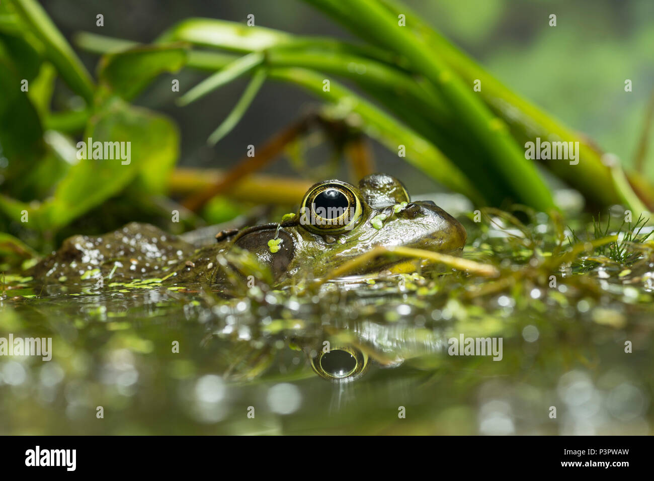 American Bullfrog (Rana catesbeiana) male in wetland, North America Stock Photo