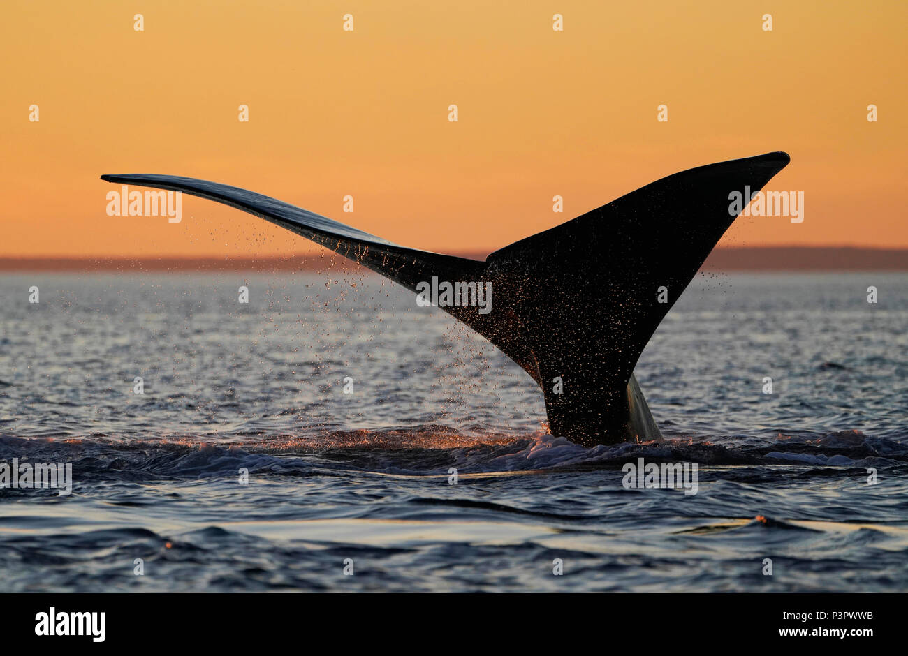 Southern Right Whale (Eubalaena australis) diving, Peninsula Valdez, Argentina Stock Photo
