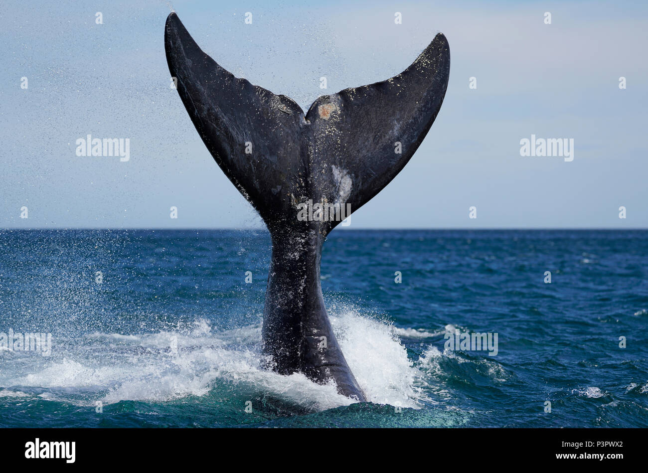 Southern Right Whale (Eubalaena australis) tail slapping, Peninsula Valdez, Argentina Stock Photo