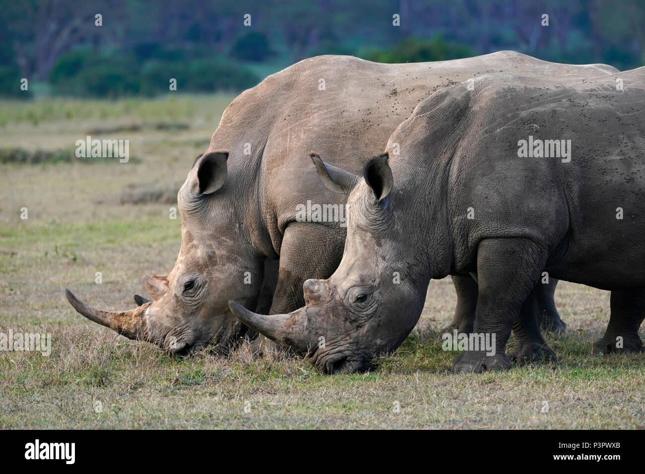 White Rhinoceros (Ceratotherium simum) pair grazing, Solio Game Reserve, Kenya Stock Photo