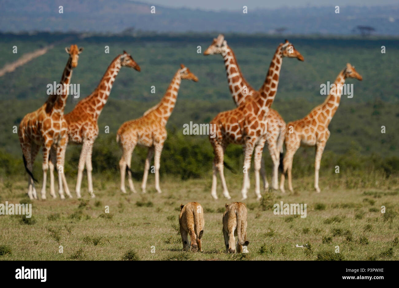 African Lion (Panthera leo) sub-adults approaching Reticulated Giraffe (Giraffa reticulata) group, Solio Game Reserve, Kenya Stock Photo