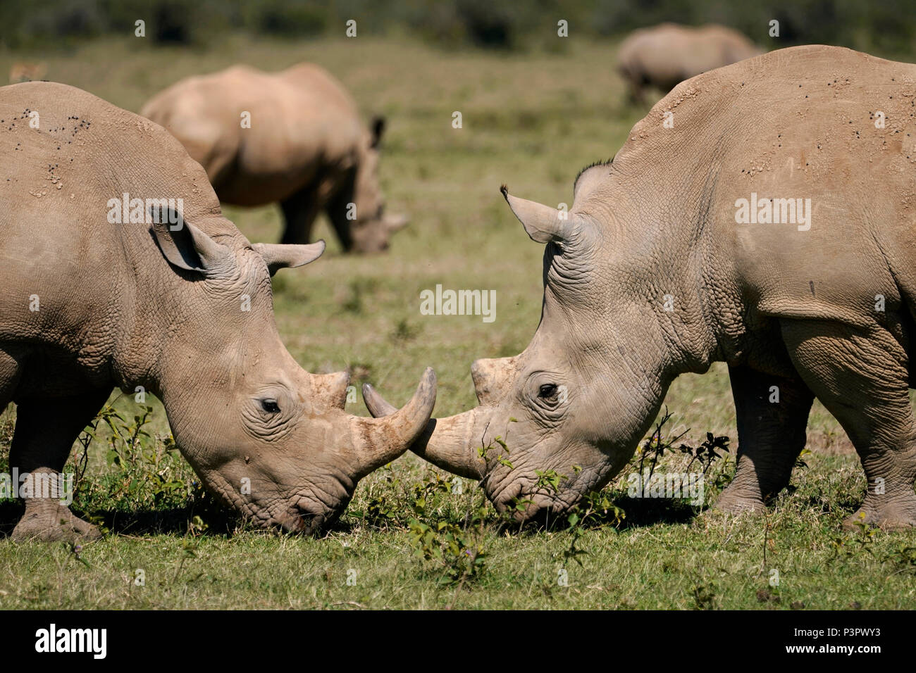 White Rhinoceros (Ceratotherium simum) group grazing, Solio Game Reserve, Kenya Stock Photo