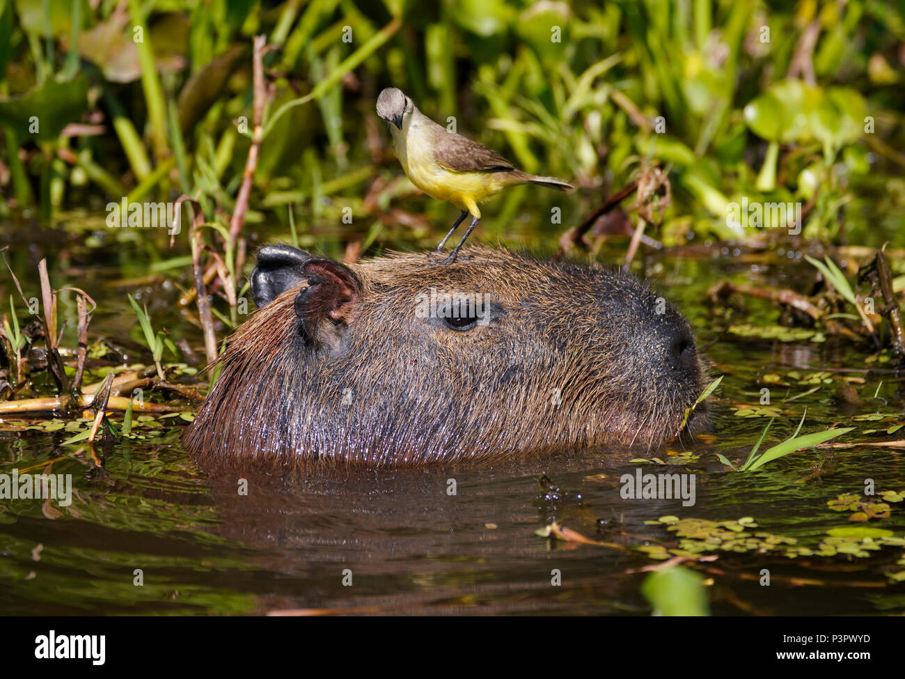 Cattle Tyrant (Machetornis rixosa) on Capybara (Hydrochoerus hydrochaeris), Pantanal, Brazil Stock Photo