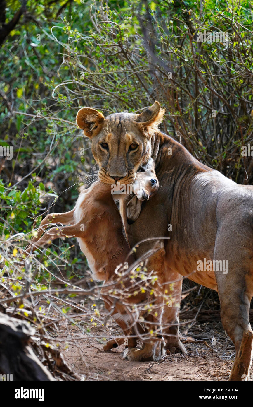 African Lion (Panthera leo) female with young Impala (Aepyceros melampus) prey, Samburu National Park, Kenya Stock Photo
