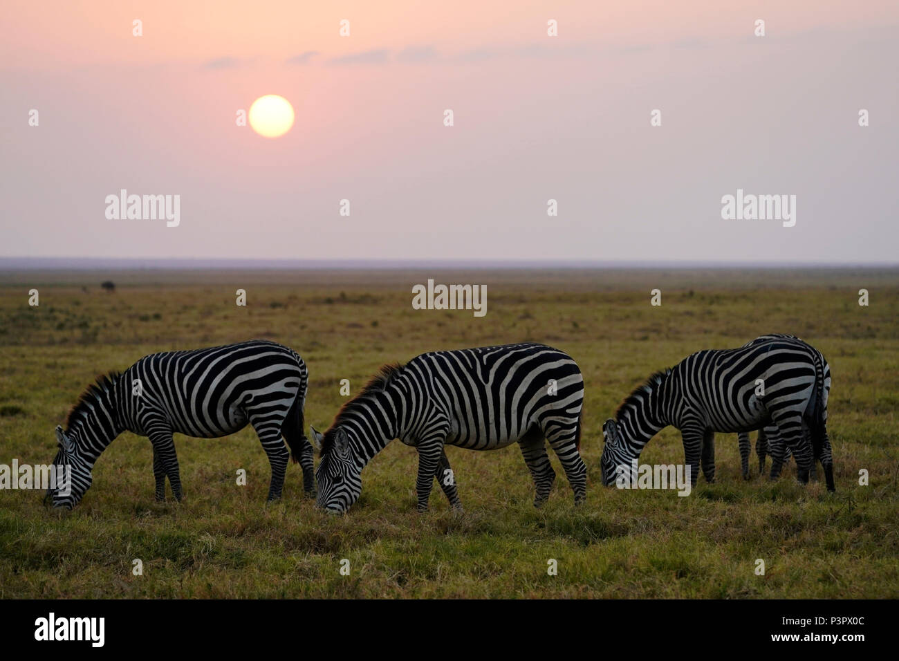 Grant's Zebra (Equus burchellii boehmi) group grazing in savanna, Amboseli National Park, Kenya Stock Photo