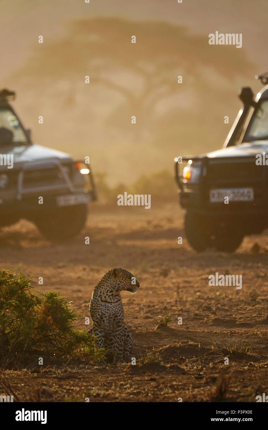 Leopard (Panthera pardus) and safari vehicles, Samburu National Park, Kenya Stock Photo