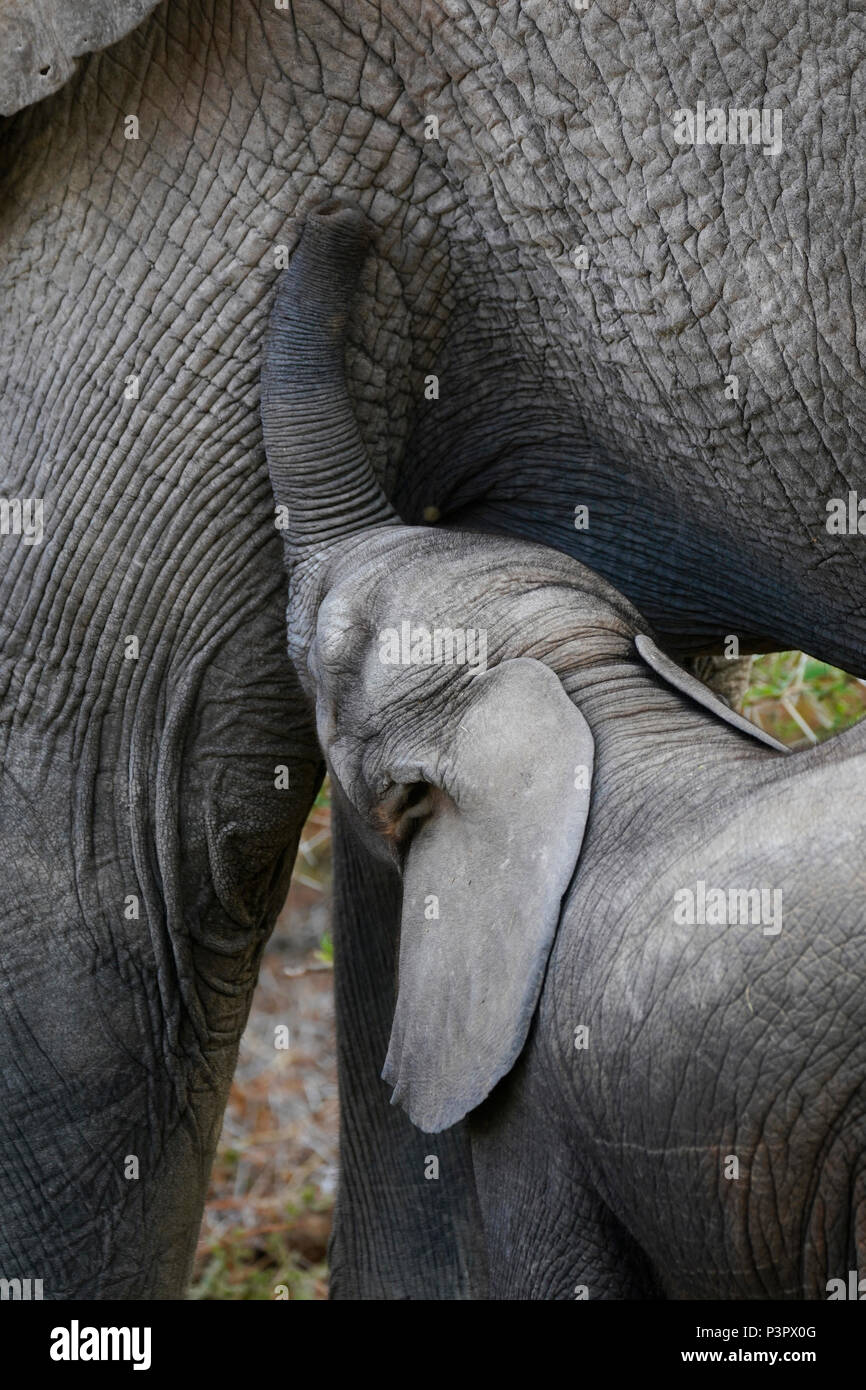 African Elephant (Loxodonta africana) calf nursing, Amboseli National Park, Kenya Stock Photo