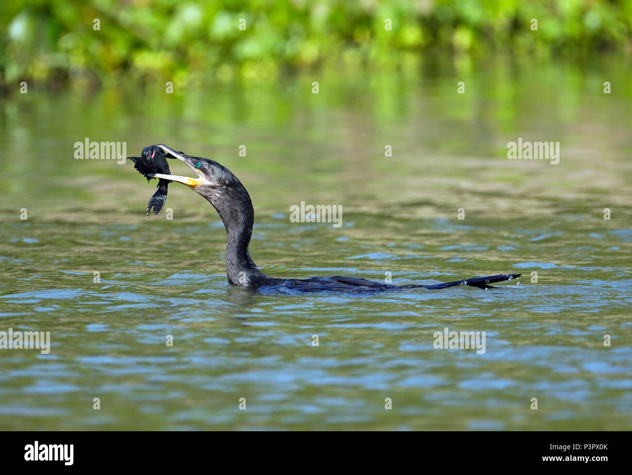 Neotropic Cormorant (Phalacrocorax brasilianus) with fish prey, Pantanal, Brazil Stock Photo