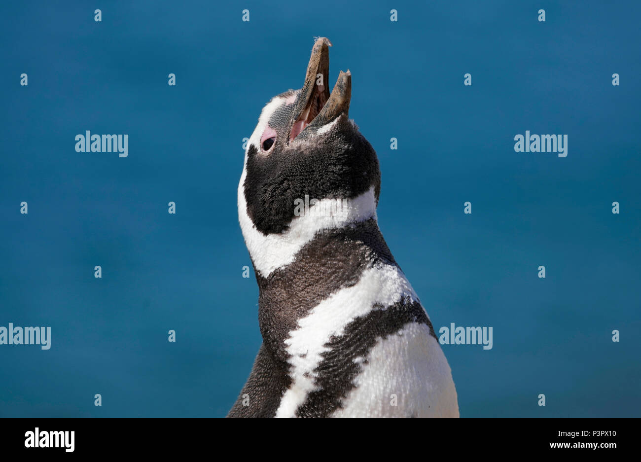 Magellanic Penguin (Spheniscus magellanicus) calling, Patagonia, Argentina Stock Photo