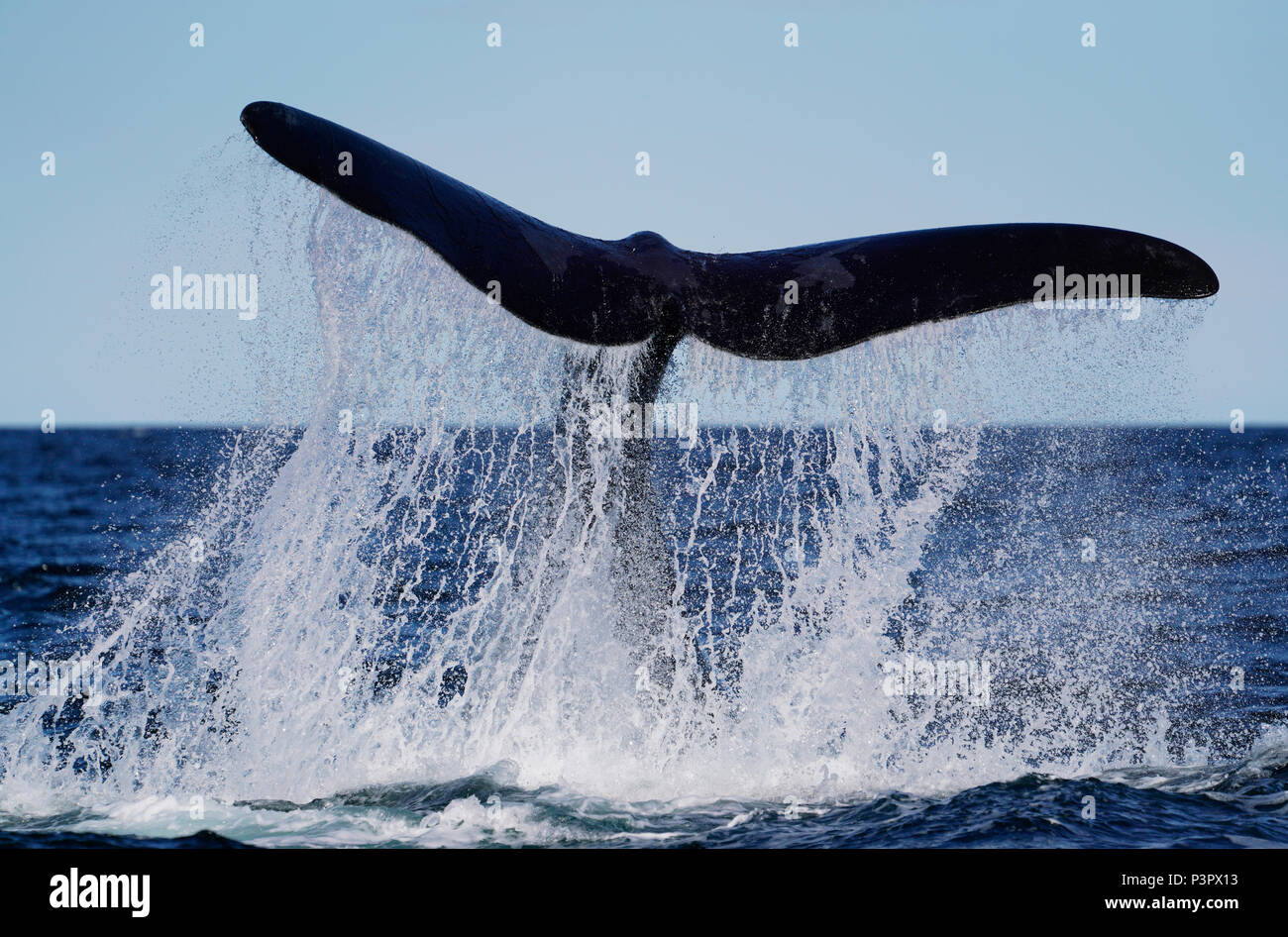 Southern Right Whale (Eubalaena australis) tail slapping, Peninsula Valdez, Argentina Stock Photo