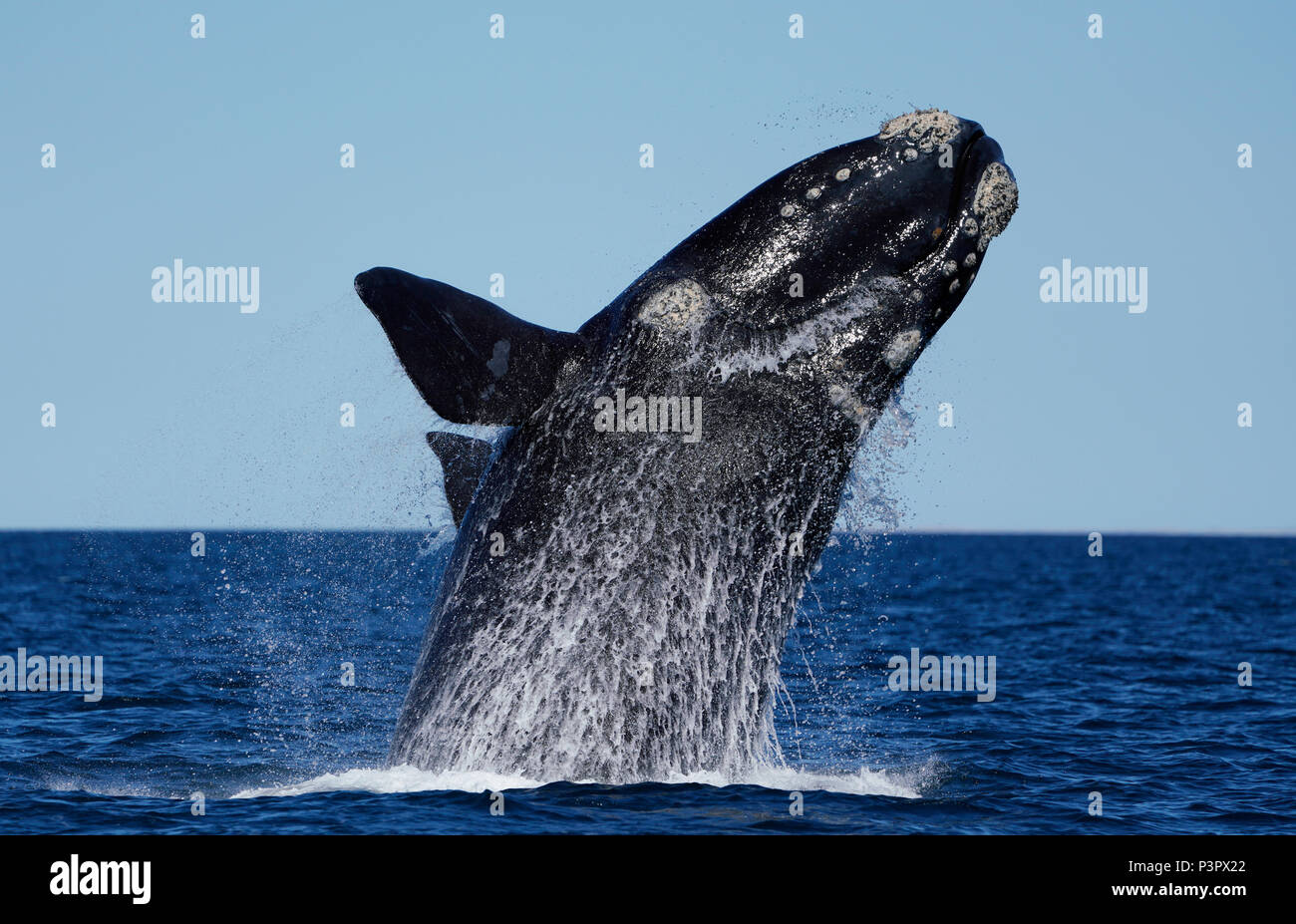 Southern Right Whale (Eubalaena australis) breaching, Peninsula Valdez, Argentina Stock Photo