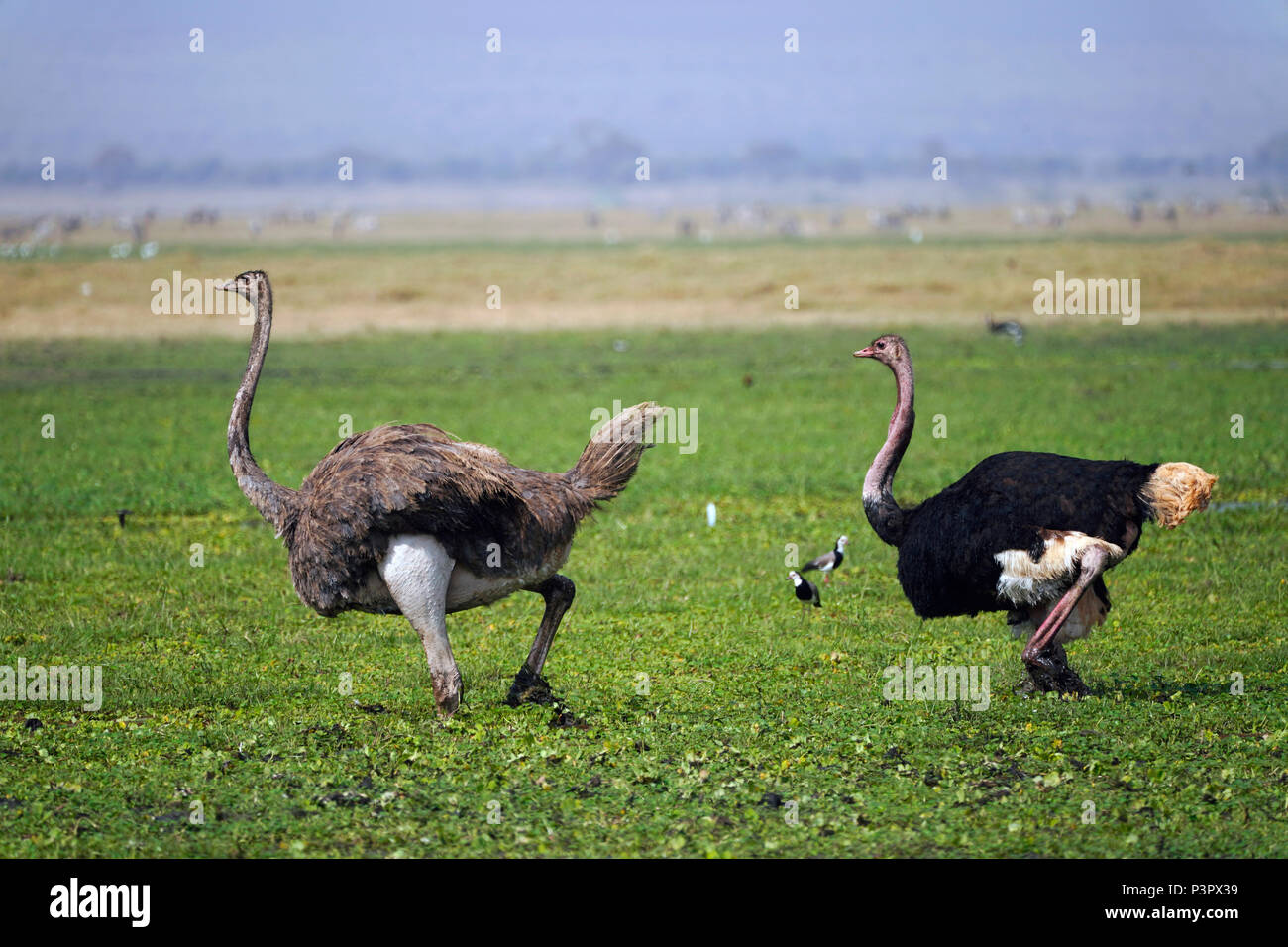 Ostrich (Struthio camelus) female and male wading through marsh, Amboseli National Park, Kenya Stock Photo