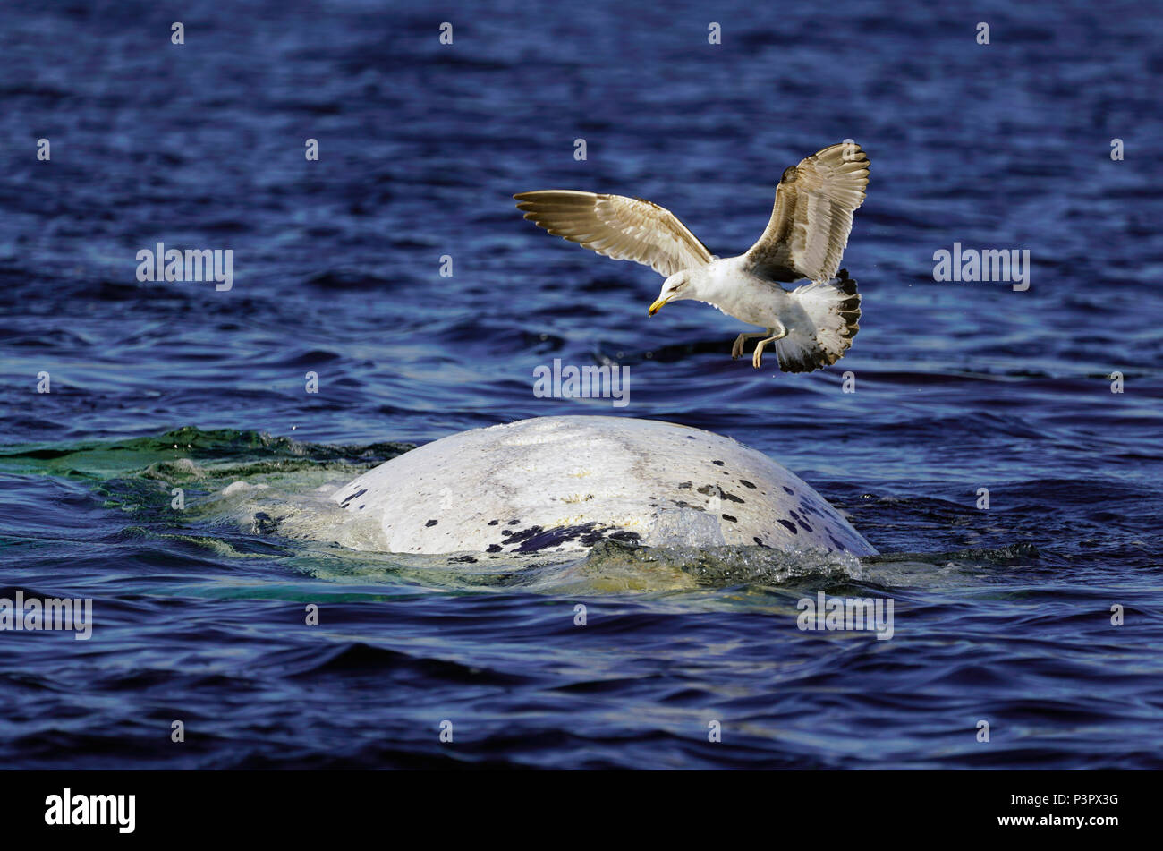 Kelp Gull (Larus dominicanus) landing on white morph Southern Right Whale (Eubalaena australis) to feed on skin, Peninsula Valdez, Argentina, sequence1 of 4 Stock Photo