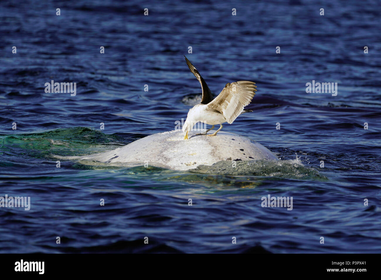 Kelp Gull (Larus dominicanus) feeding on white morph Southern Right Whale (Eubalaena australis) skin, Peninsula Valdez, Argentina, sequence 3 of 4 Stock Photo