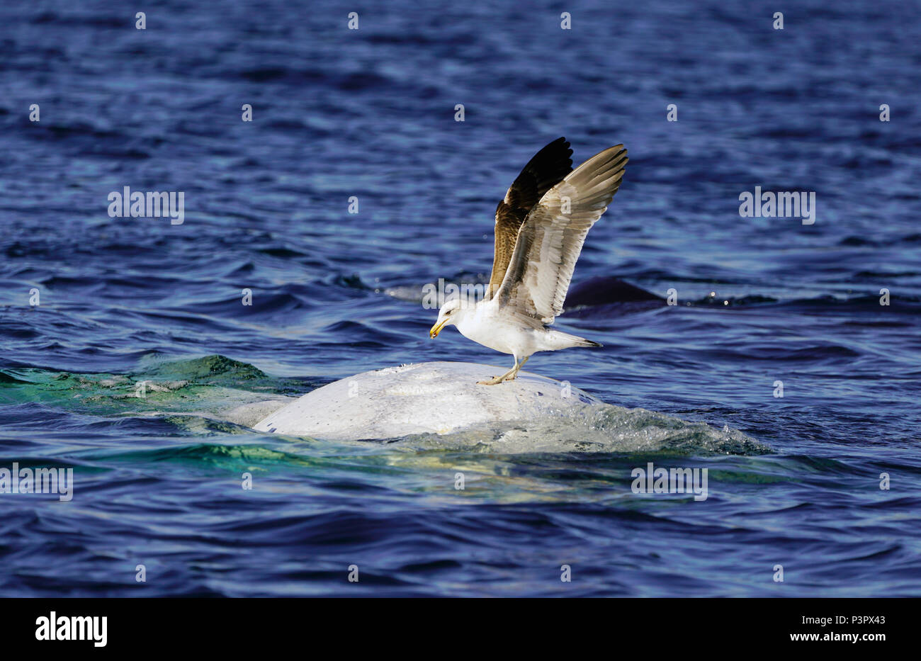 Kelp Gull (Larus dominicanus) landing on white morph Southern Right Whale (Eubalaena australis) to feed on skin, Peninsula Valdez, Argentina, sequence 4 of 4 Stock Photo