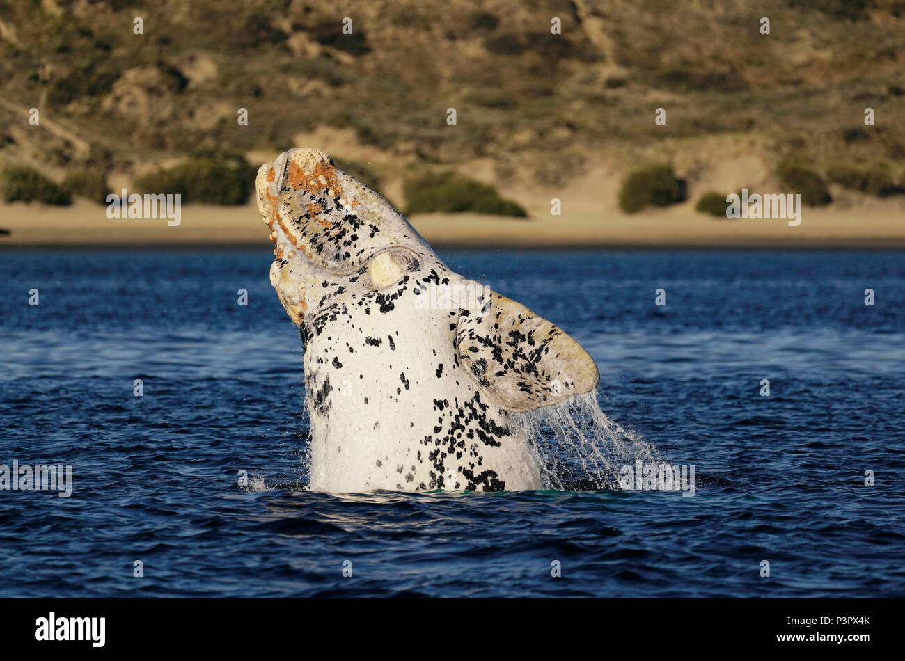 Southern Right Whale (Eubalaena australis) white morph breaching, Peninsula Valdez, Argentina Stock Photo