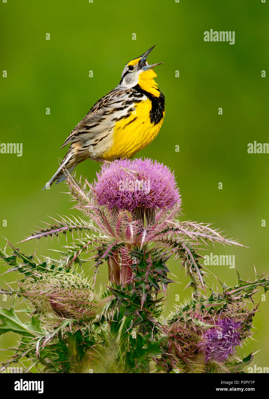 Eastern Meadowlark (Sturnella magna) calling, Texas Stock Photo Alamy