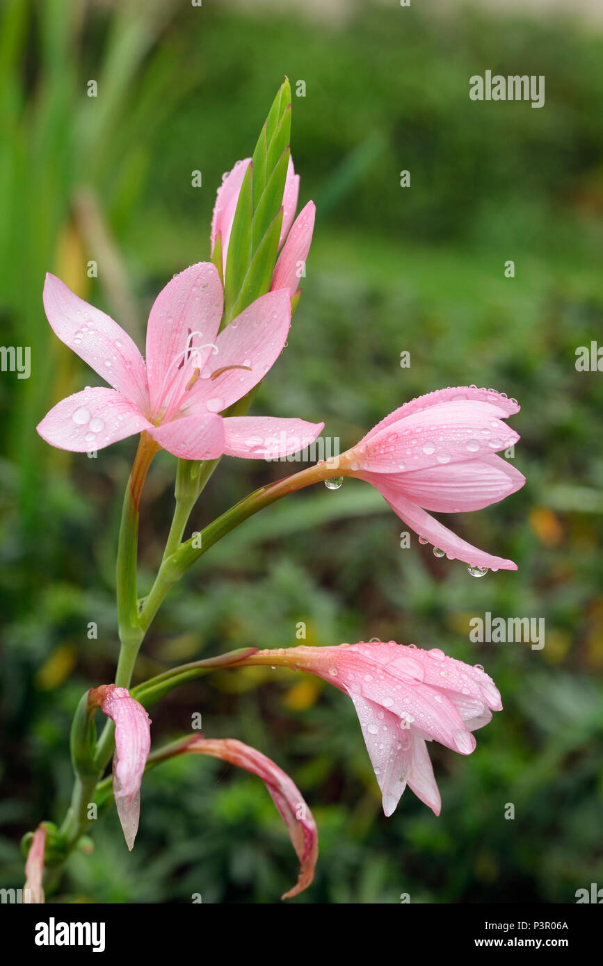 Schizostylis or Kaffir Lily cultivar - Hesperantha coccinea Stock Photo