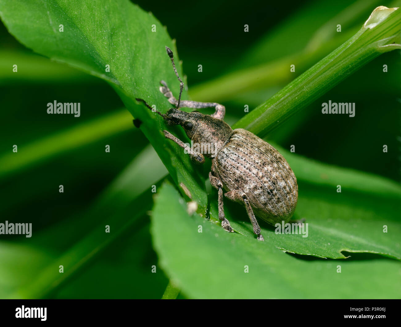 A Weevil - Liophloeus tessulatus  Common in a variety of habitats Stock Photo