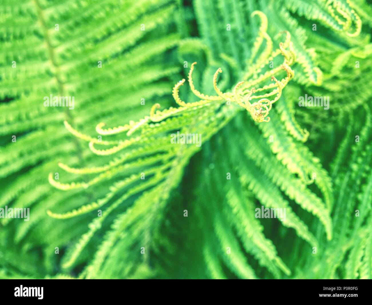 Nephrolepis exaltata. The Sword Fern - a species of fern in the family Lomariopsidaceae. Curly green fern leaves in spring forest with sunrise as natu Stock Photo