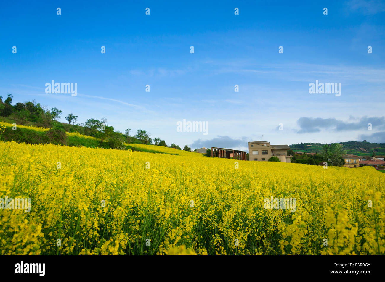 Spring colza rural landscape in Catalonia, Spain Stock Photo