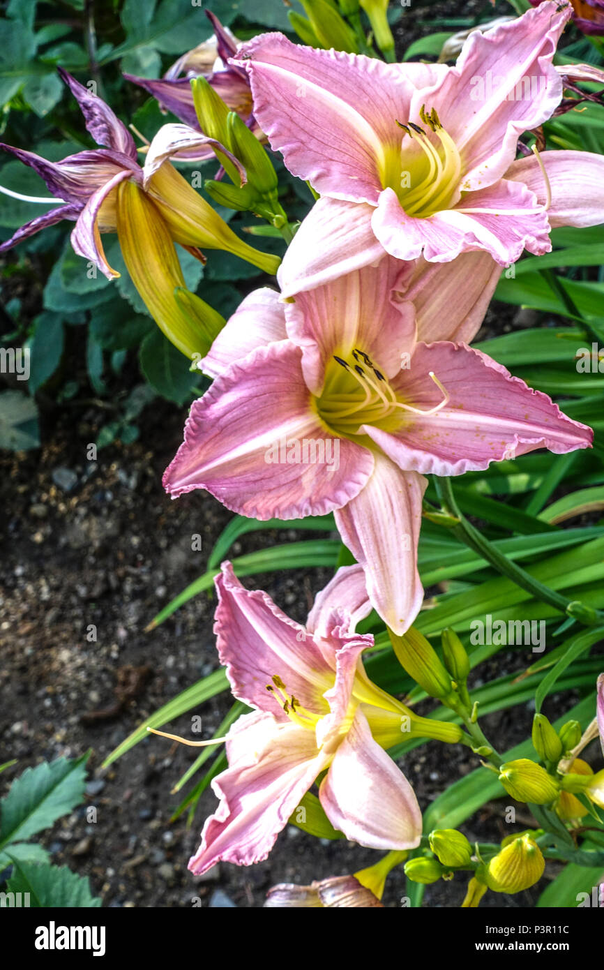 Hemerocallis ' Pink Precious ', Daylily, Daylilies Stock Photo